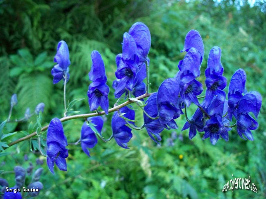 05 Fiori.JPG